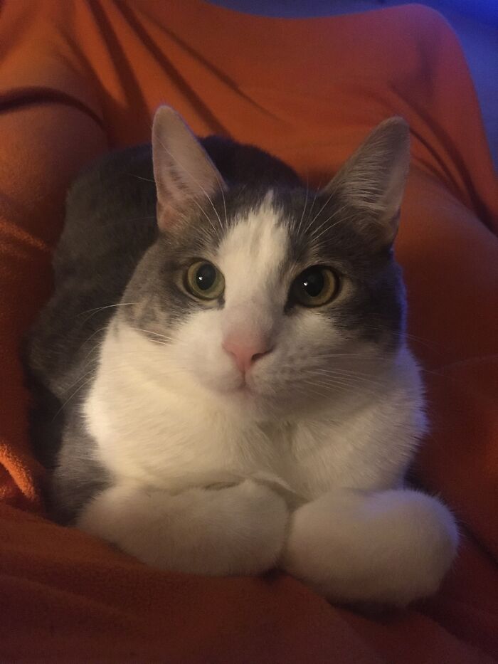 Nanny, The Lap Loaf