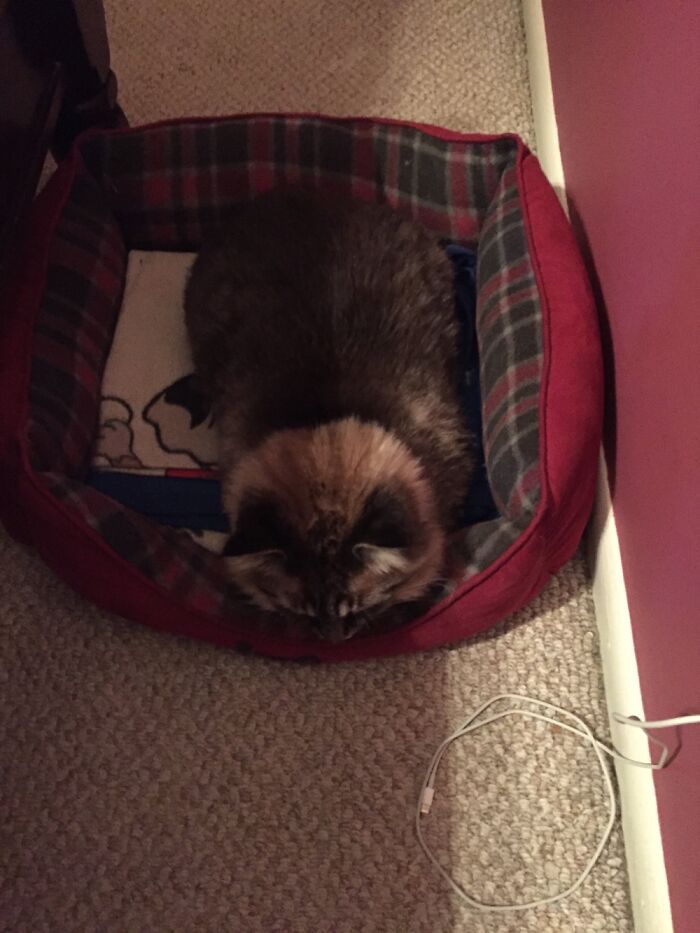 Kitty Loaf In The Dog Bed