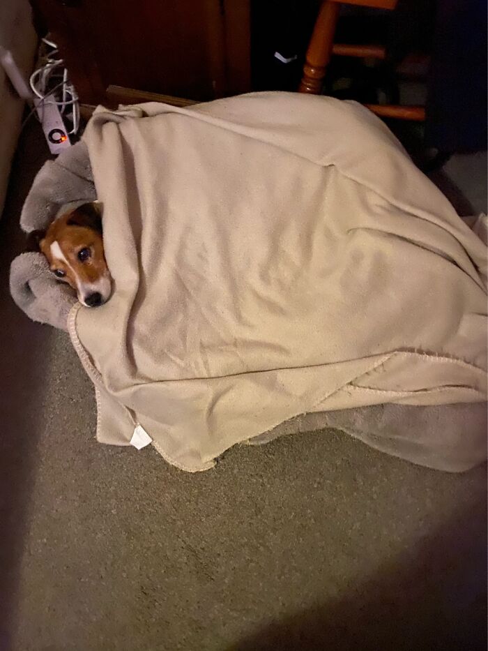 Wrapped Up For Winter (We Are In New Zealand) With His Electric Blanket On