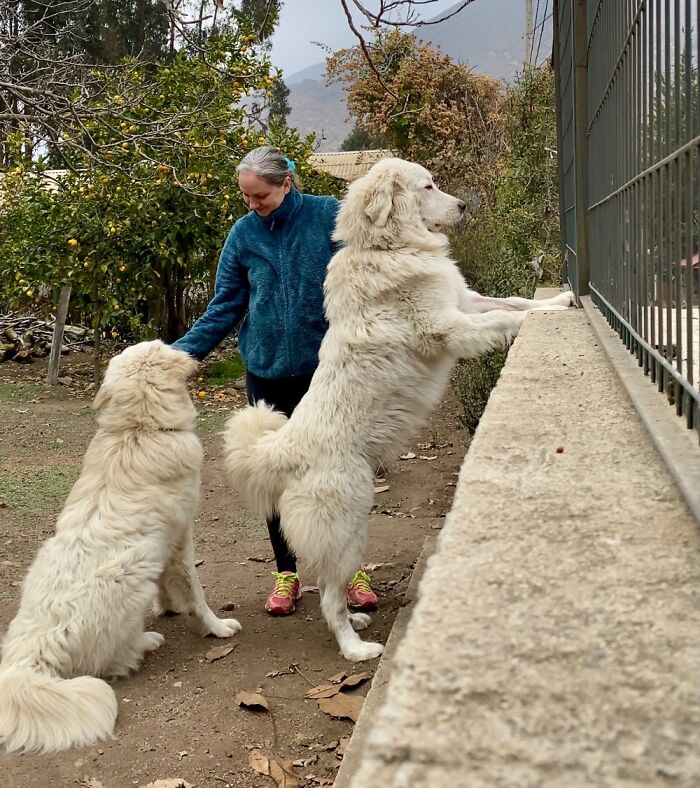 They Are 10-Months Young Bebies