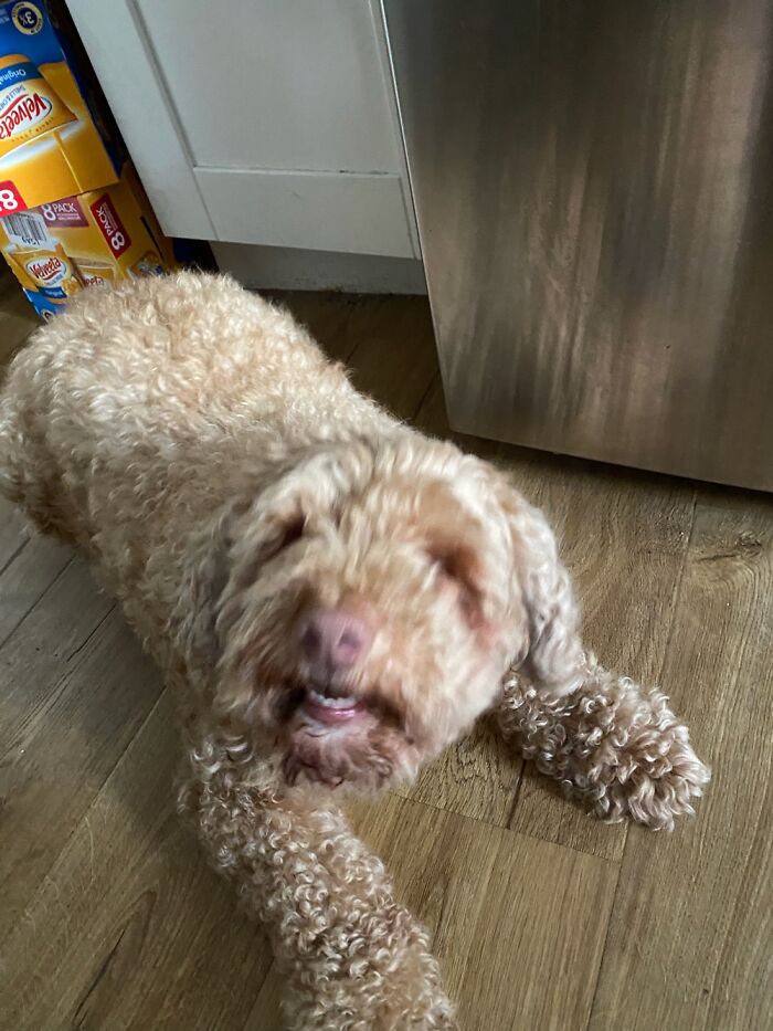 Baguette Rescue Cock-A-Doodle-Poo.