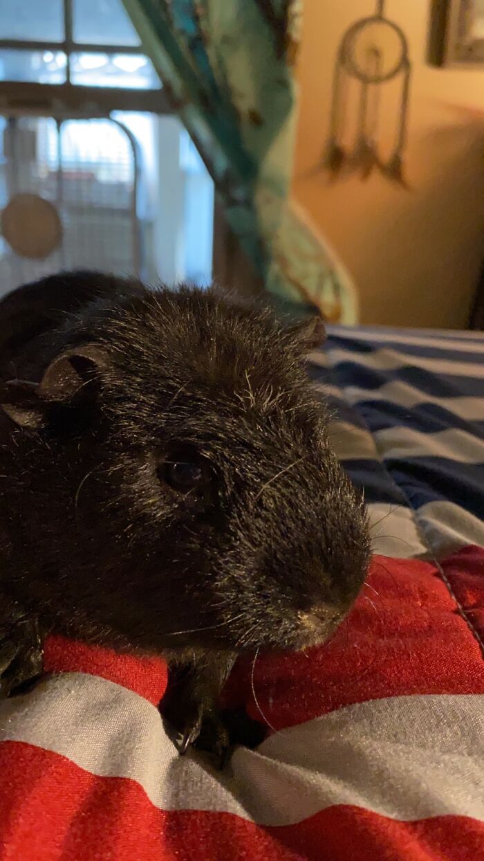 Hank Is Not Amused!!!