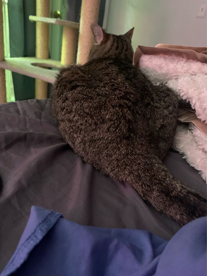 I Didn’t Give Him His Treats Tonight, He’s Now Not Talking To Me. I’m Sorry Mouse, I Ran Out!