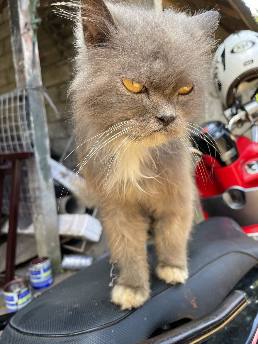 Bali’s Very Own Rescued Grumpy Cat Bali’s Very Own Rescued Grumpy Cat