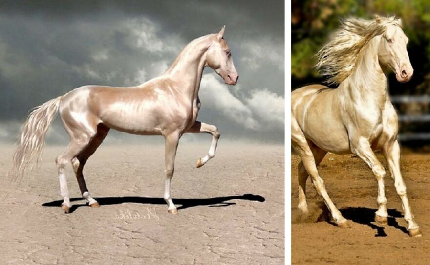 17 Amazing And Cute Animals!