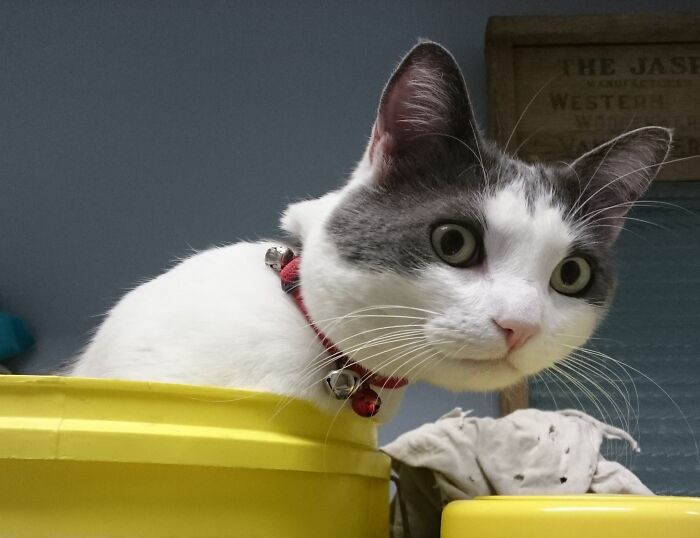 Mouse - Lord Of The Laundry Room (Sitting In His Bucket On The Washing Machine)