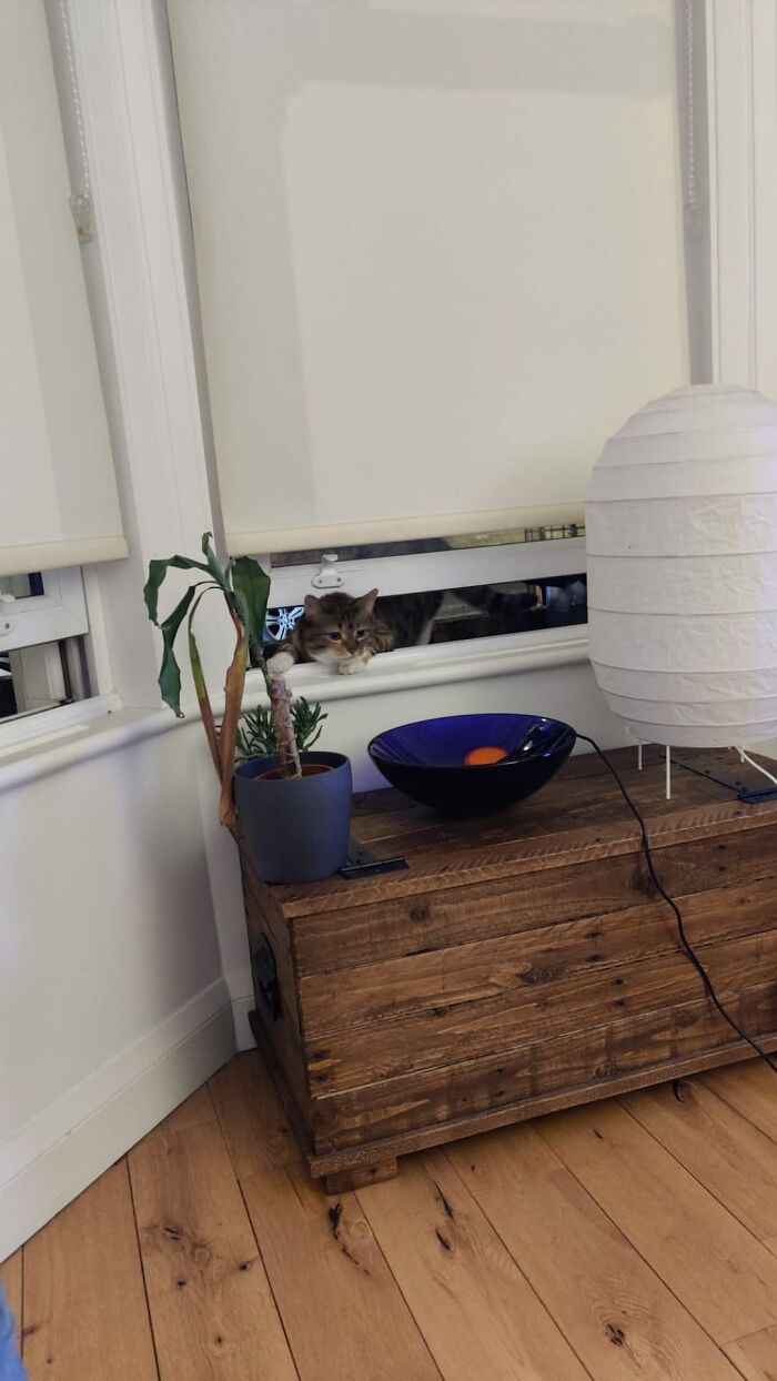 My House, Not My Cat