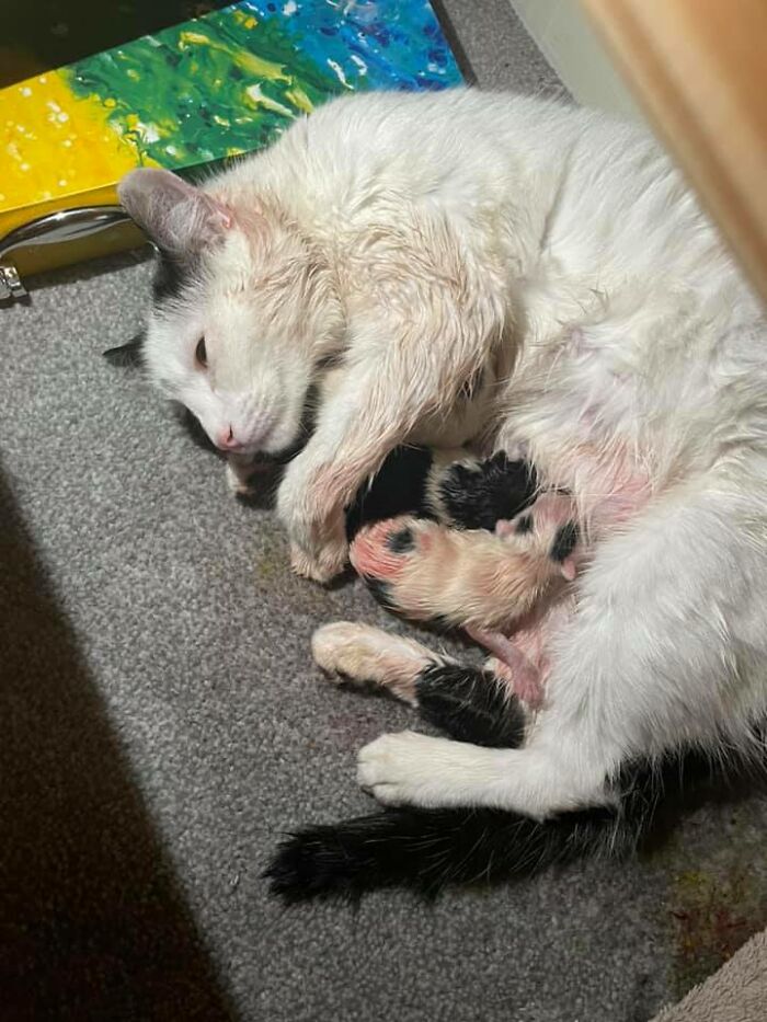 My House (More Specifically Under My Daughters Bed) Not My Cat And Kittens!