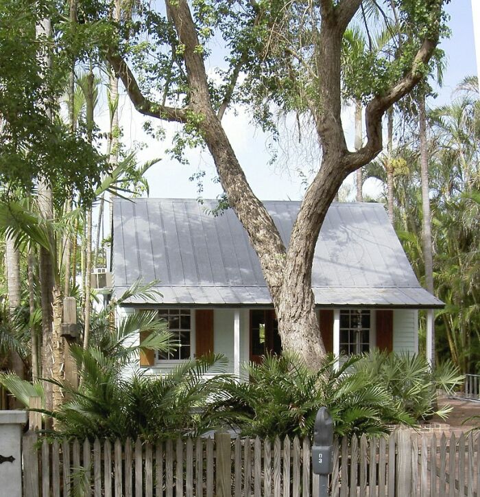 a white house behind the wooden fence with palms and the tree nearby