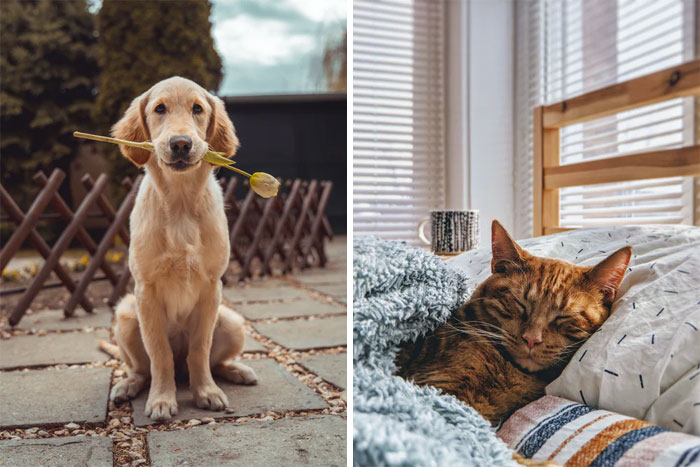 Cat Rescuer Explains How Cat Social Behavior Is Often Misinterpreted By ‘Dog People’ Cat Rescuer Explains How Cat Social Behavior Is Often Misinterpreted By ‘Dog People’