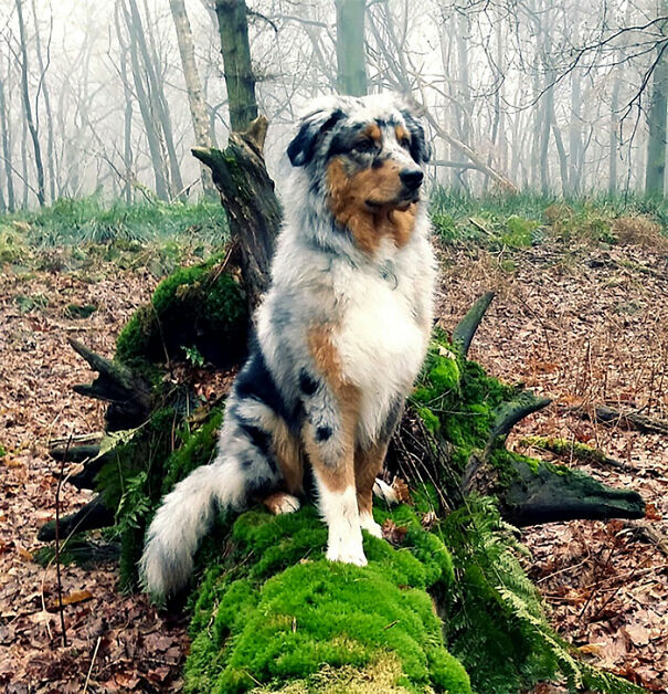 Australian shepherd