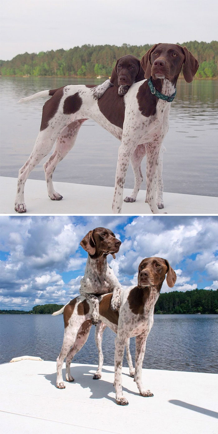 German Shorthaired Pointer