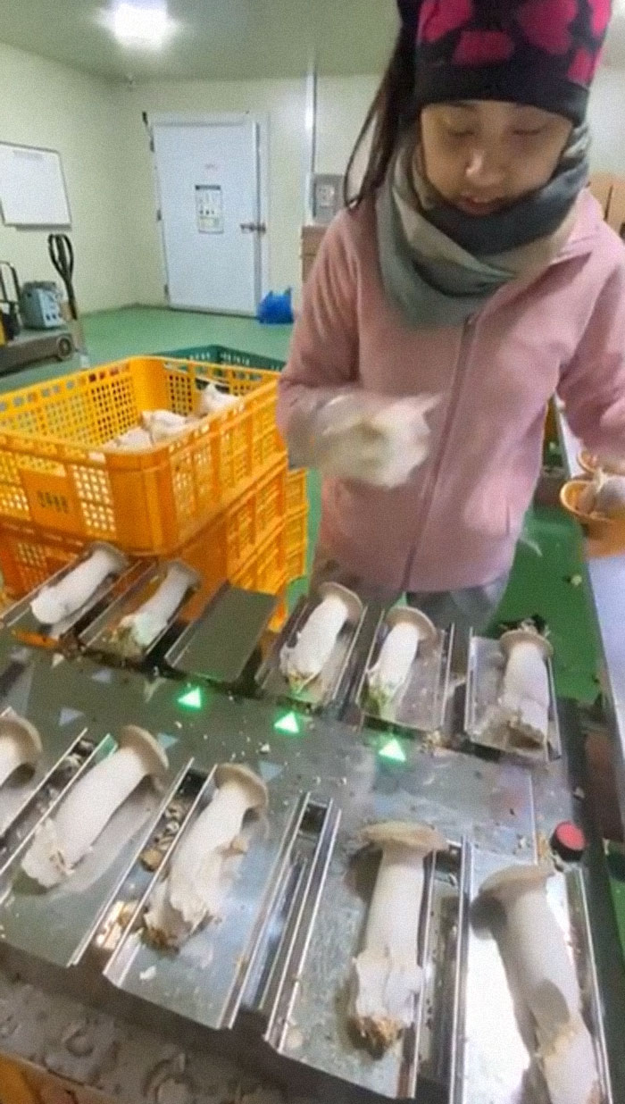 This Scale Matches Up Combinations Of Mushrooms That Weigh A Certain Amount For Packaging