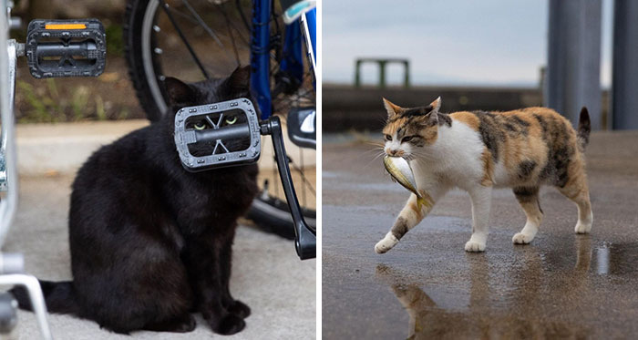 40 Extremely Funny And Cute Pictures Of Japan’s Stray Cats By Masayuki Oki (New Pics)