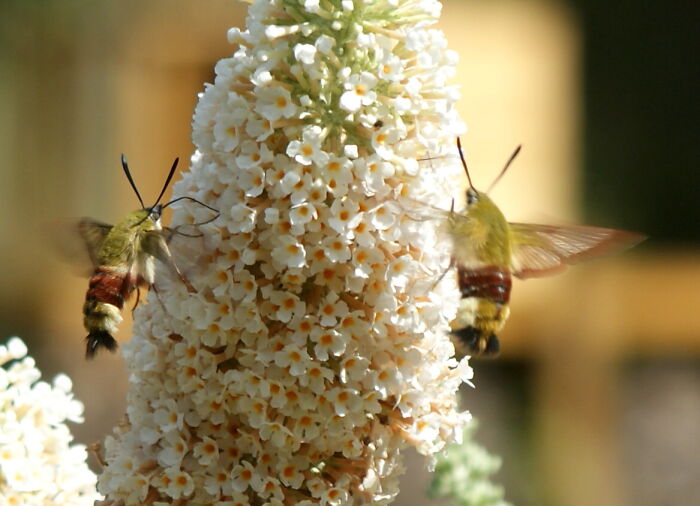 Hummingbird Hawkmoths In My Garden