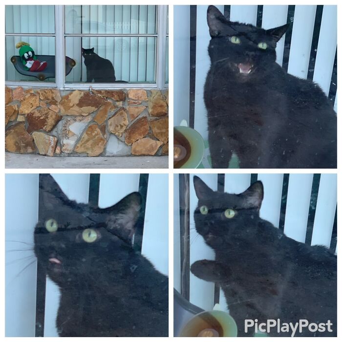 Baby Has Been Giving Quite The Window Show Today