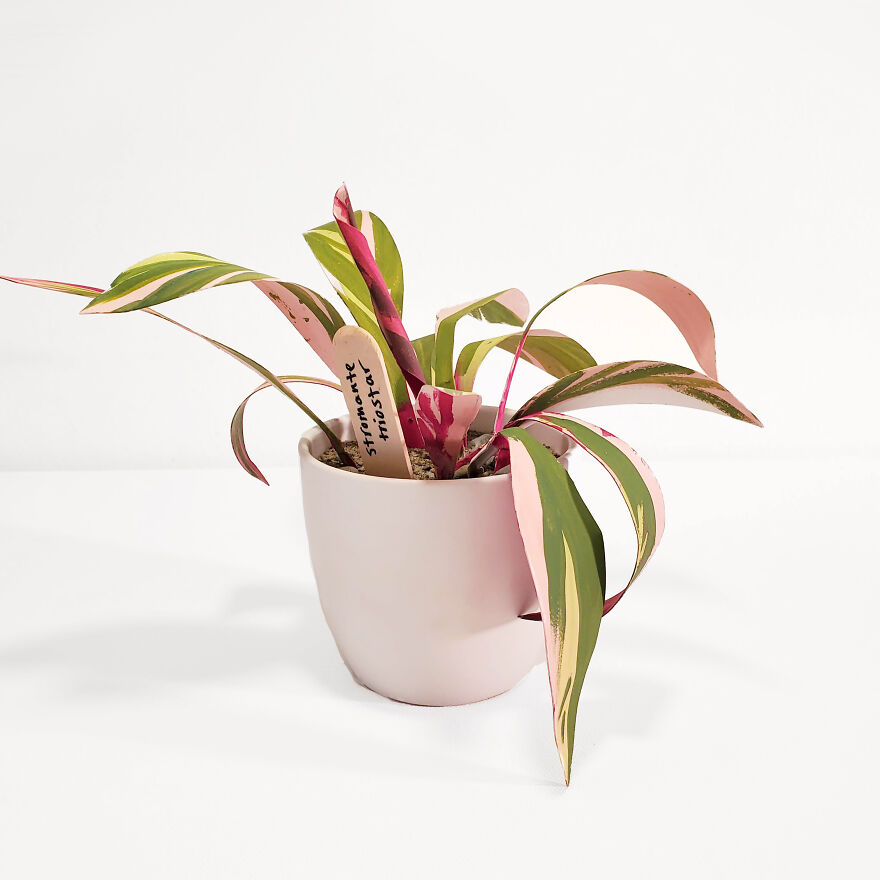 I Make Paper Plants And You Can Too