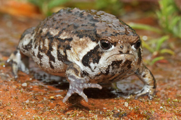 You're Not Gonna Go Anywhere In Life With That Attitude, Frog