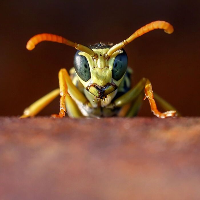 Wasp Or Alien?