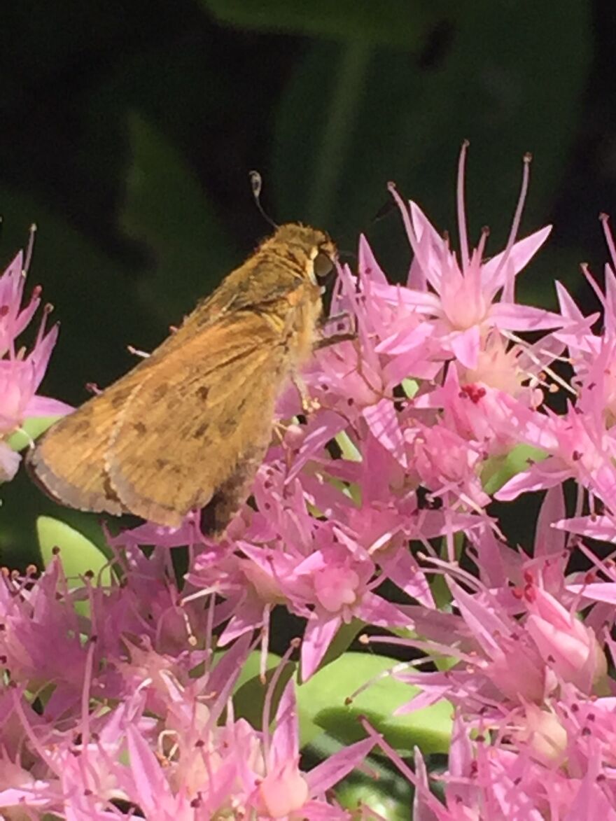 32 Ish Photos I Took Of Stuff In My Backyard This Afternoon