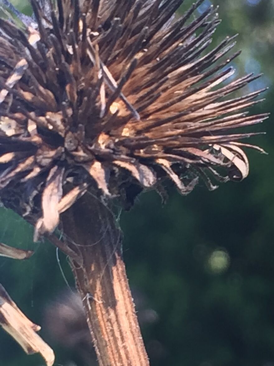 32 Ish Photos I Took Of Stuff In My Backyard This Afternoon