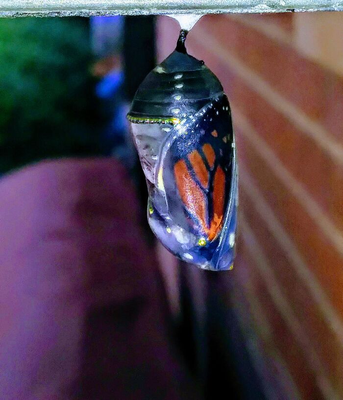 Monarch Butterfly Chrysalis Right Before Hatching
