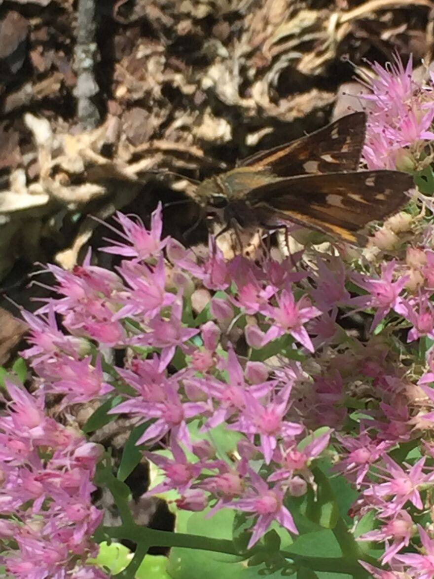 32 Ish Photos I Took Of Stuff In My Backyard This Afternoon