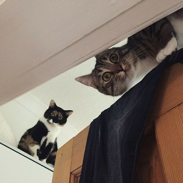 Ceiling Cats Are Watching You