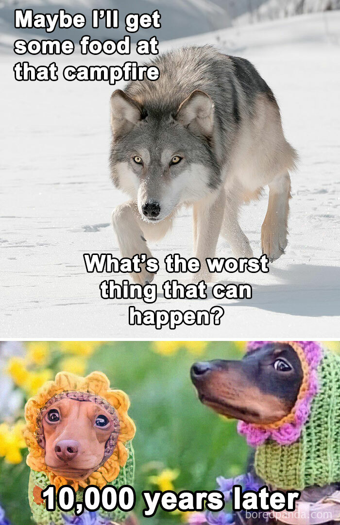 Dog History Memes Are Undefeated