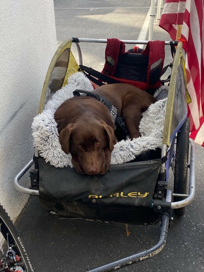 Homeless Man Sheds Tears After Having A Wholesome Reunion With His Missing Labrador Homeless Man Sheds Tears After Having A Wholesome Reunion With His Missing Labrador