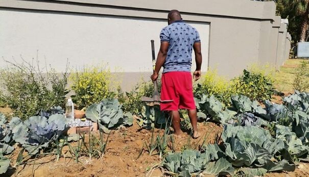 ‘Cabbage Bandit’ Faces Jail Time For Planting Crops In His Front Yard