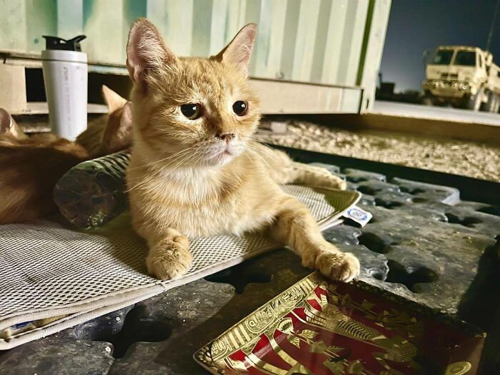 Sergeant Whiskers: A Cat With Two Kittens That Comforted Soldiers While They Were On Tour Sergeant Whiskers: A Cat With Two Kittens That Comforted Soldiers While They Were On Tour