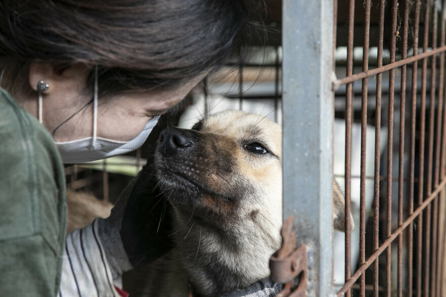 Dogs Experience Care And Love For The First Time After Being Saved From A Meat Farm Dogs Experience Care And Love For The First Time After Being Saved From A Meat Farm