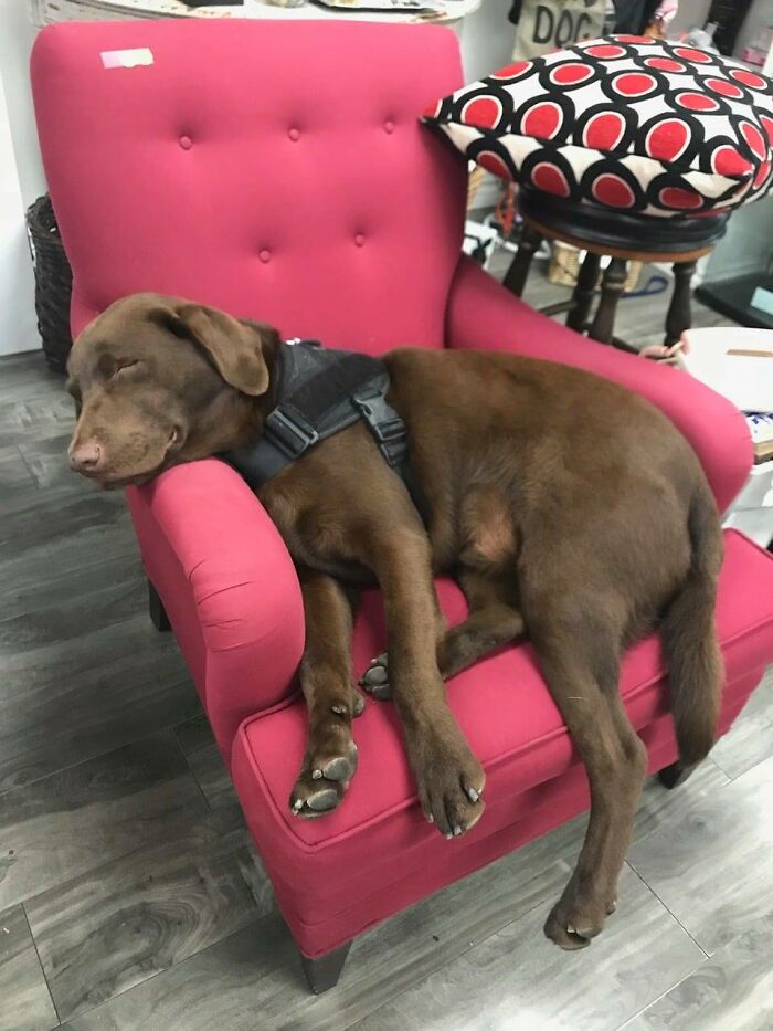 Homeless Man Sheds Tears After Having A Wholesome Reunion With His Missing Labrador Homeless Man Sheds Tears After Having A Wholesome Reunion With His Missing Labrador