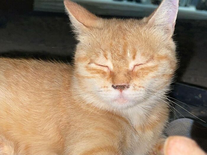 Sergeant Whiskers: A Cat With Two Kittens That Comforted Soldiers While They Were On Tour Sergeant Whiskers: A Cat With Two Kittens That Comforted Soldiers While They Were On Tour