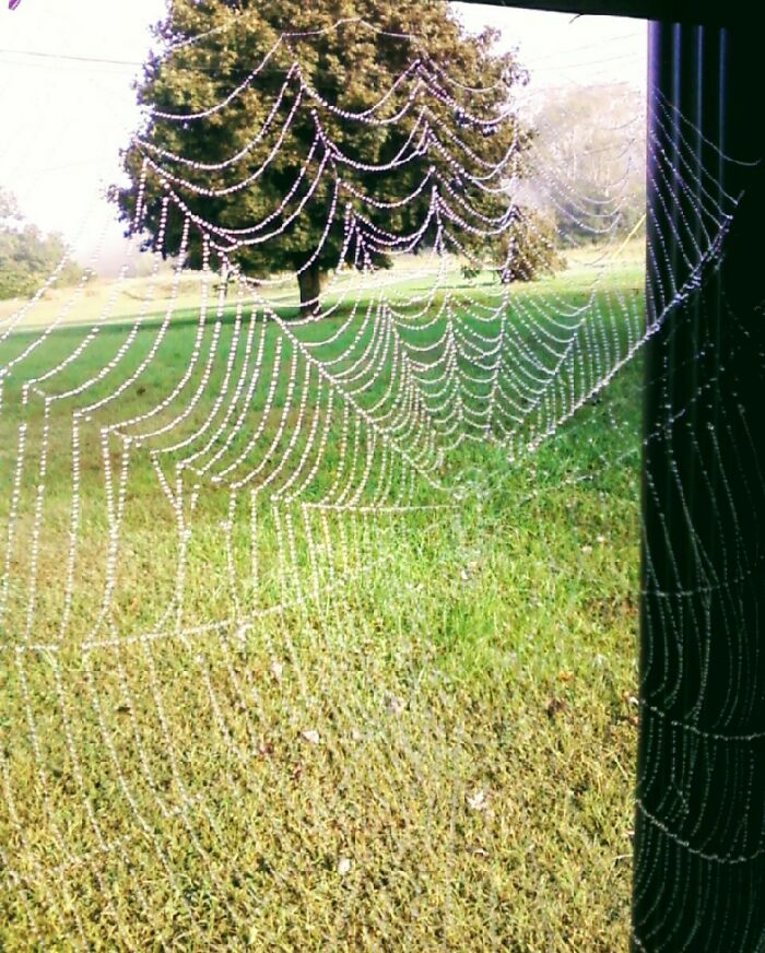 Found This Covering My Front Porch One Morning. Someone Had Been Very Busy.