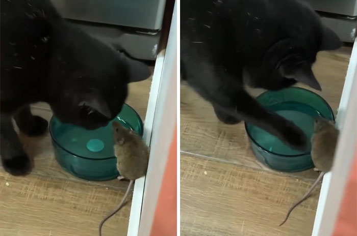 Cat Was Supposed To Catch A Mouse Living In The House, But Made Friends With It Instead