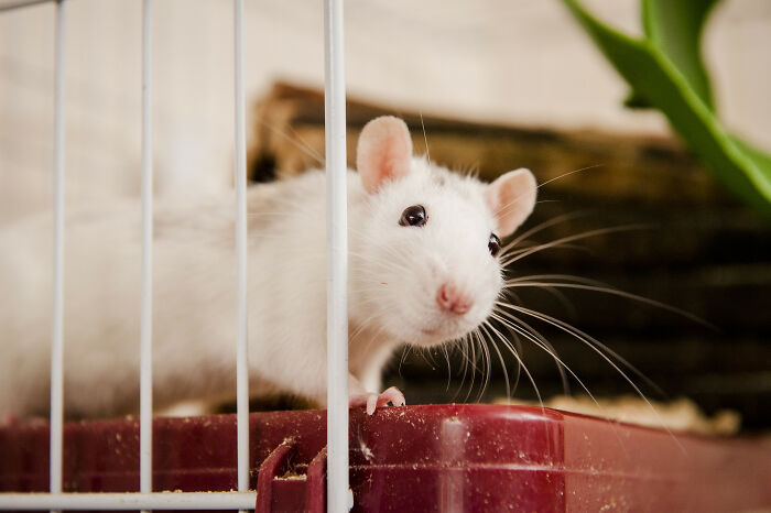Rats Are Just Amazing, Beautiful Creatures...