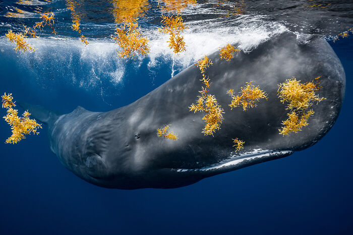 Fotógrafo de Aventuras Oceánicas: James Ferrara