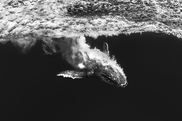 Fotógrafo de Aventuras Oceánicas: Scott Portelli