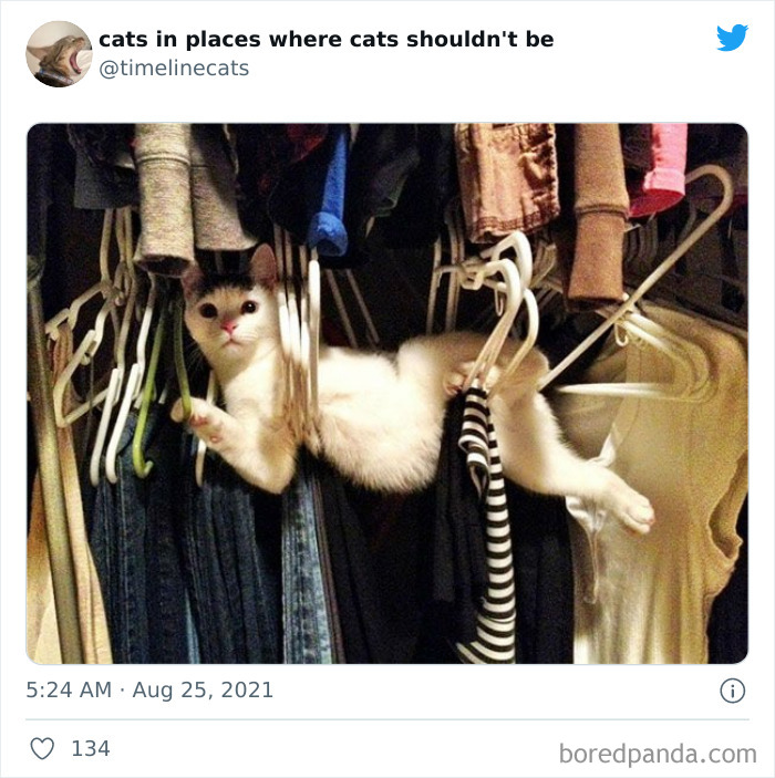 Owners-Share-Weirdest-Places-Cats-End-Up