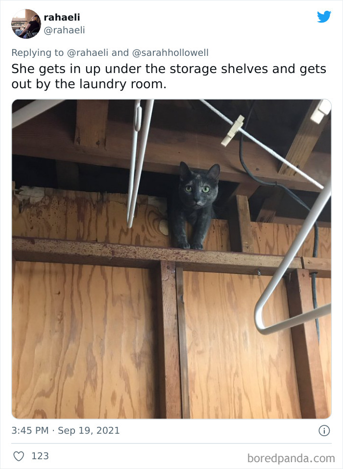 Owners-Share-Weirdest-Places-Cats-End-Up