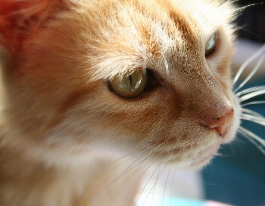 My Little Punky Cat. She's Been Gone For Many Years.