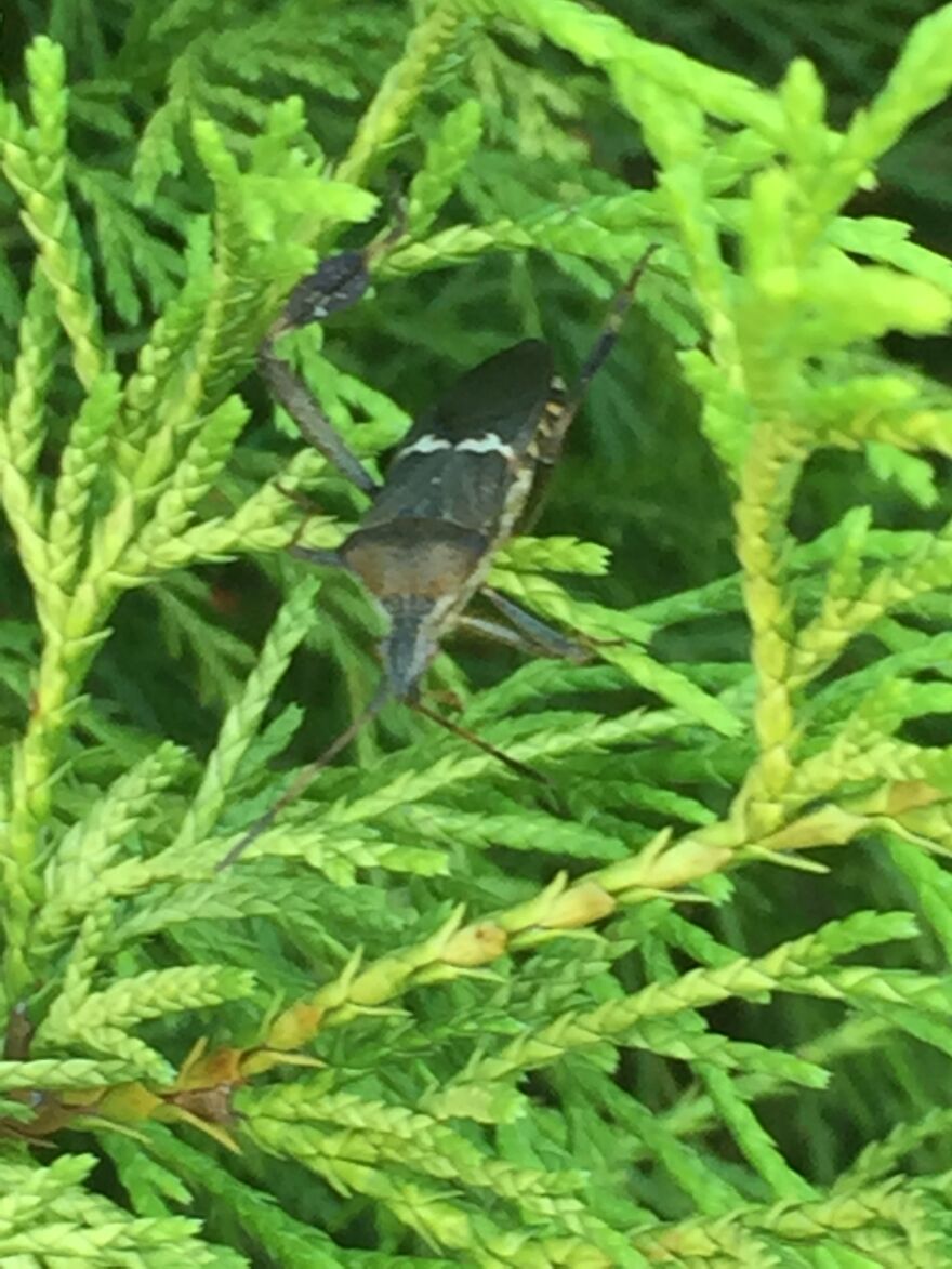 32 Ish Photos I Took Of Stuff In My Backyard This Afternoon