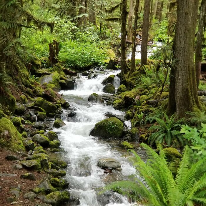 Waterfall Near Mt Baker In The Baker-Snoqualmie National Forest.