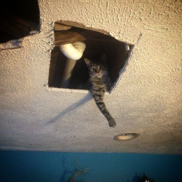 Ceiling Cat Reaching Down And Changing Livez