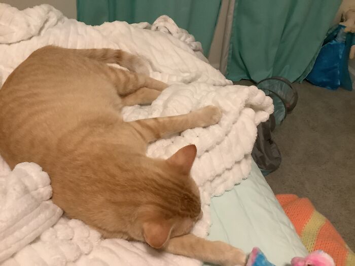 My Cat Asleep…don’t Wake Him Up