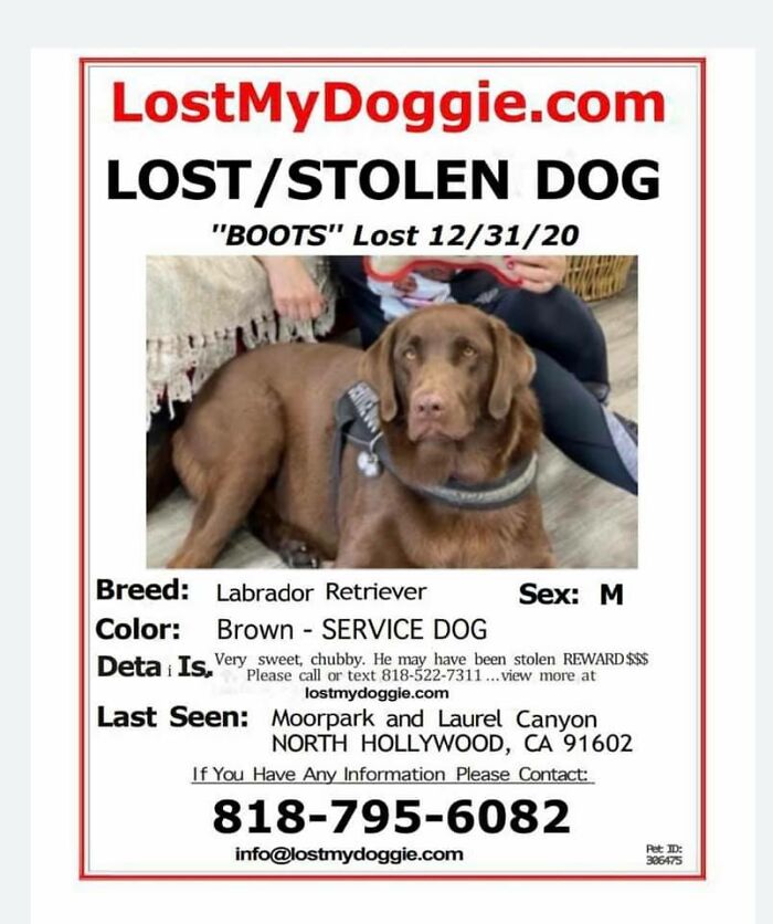 Homeless Man Sheds Tears After Having A Wholesome Reunion With His Missing Labrador Homeless Man Sheds Tears After Having A Wholesome Reunion With His Missing Labrador