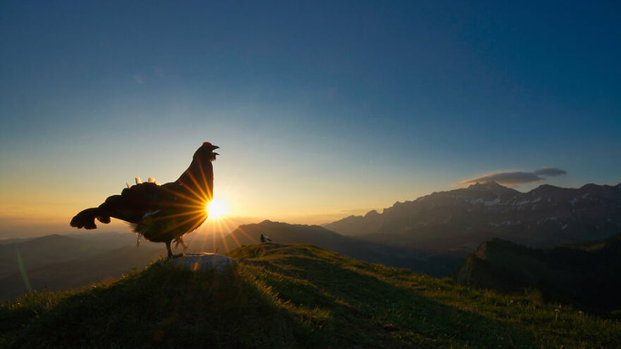 ‘Morning Lek’ By Levi Fitze. Young Bird Photographer Of The Year 2021