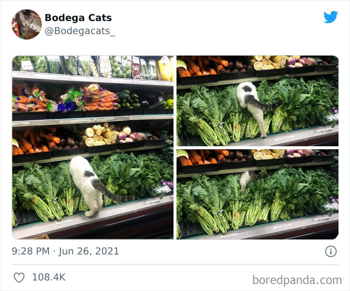 Cats-Store-Bodega-Pics